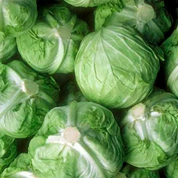 Cabbage