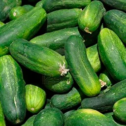 Cucumber