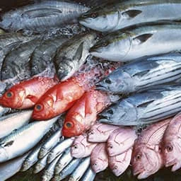 Chilled fish