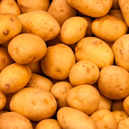 Potato