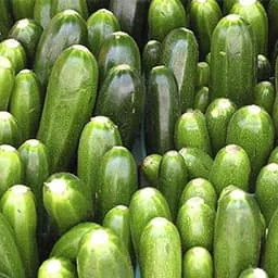 Zucchini